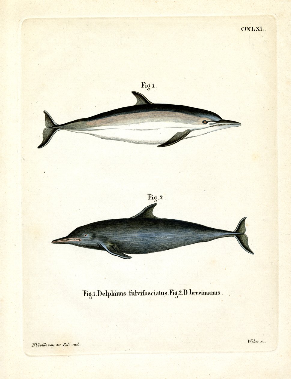 Vanlig delfin (färgad gravyr) av German School