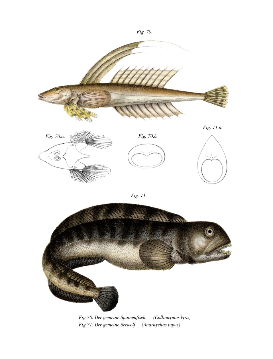 Common Dragonet (färg litho) av German School