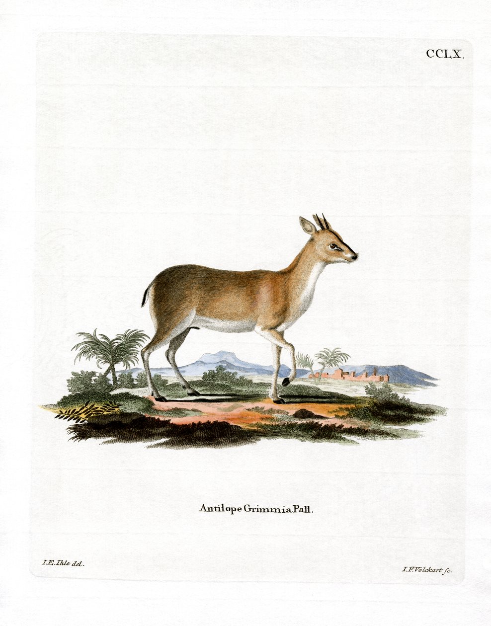 Common Duiker (färgad gravyr) av German School