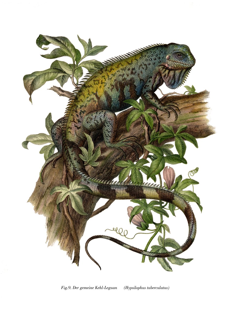 Vanlig leguan (färg litho) av German School