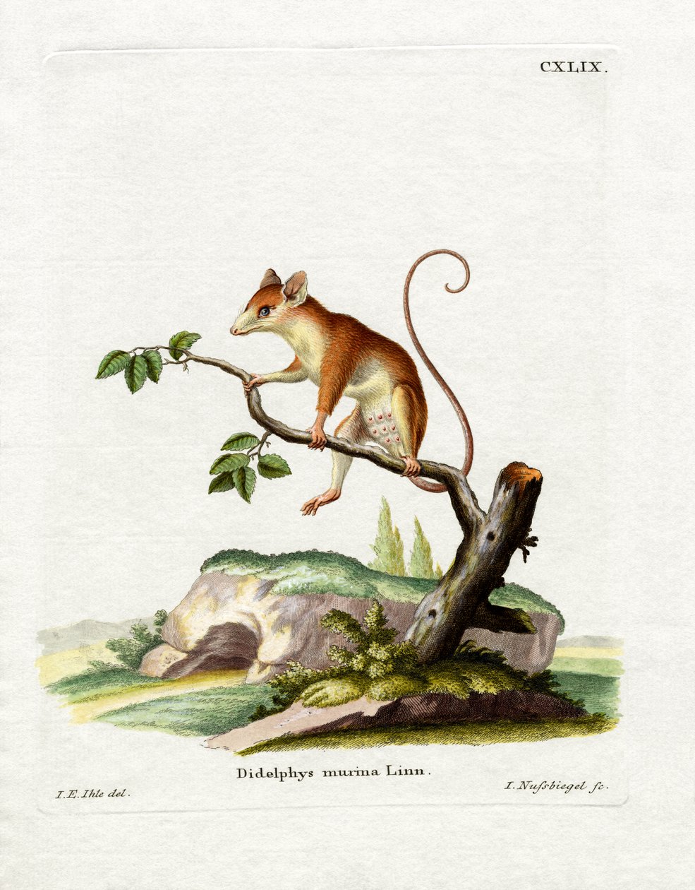 Common Mouse Opossum (färgad gravyr) av German School