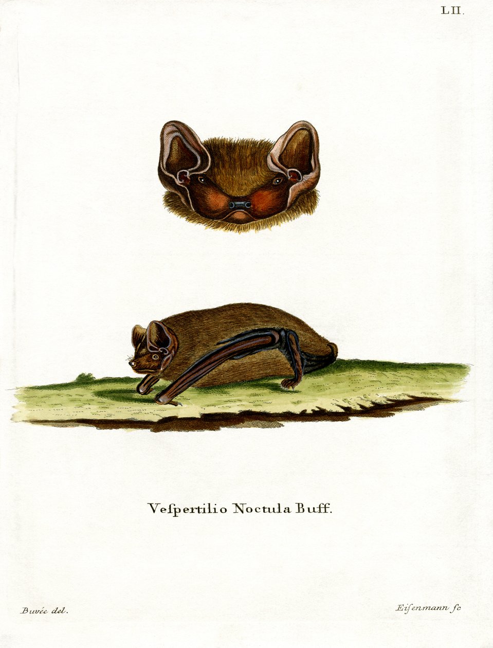 Common Noctule Bat (färgad gravyr) av German School
