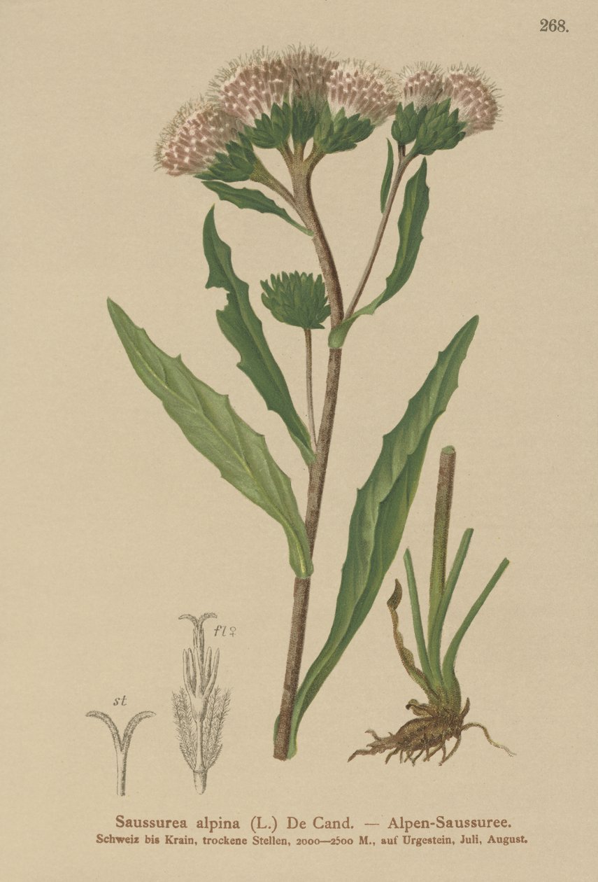 Vanlig sågört (Saussurea alpina) av German School