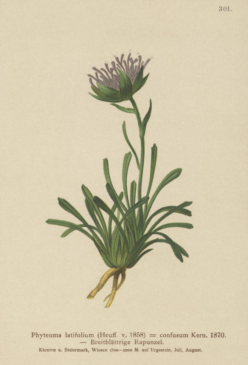 Förvirrad Rampion (Phyteuma confusum, Phyteuma latifolium, Phyteuma hemisphaericum av German School