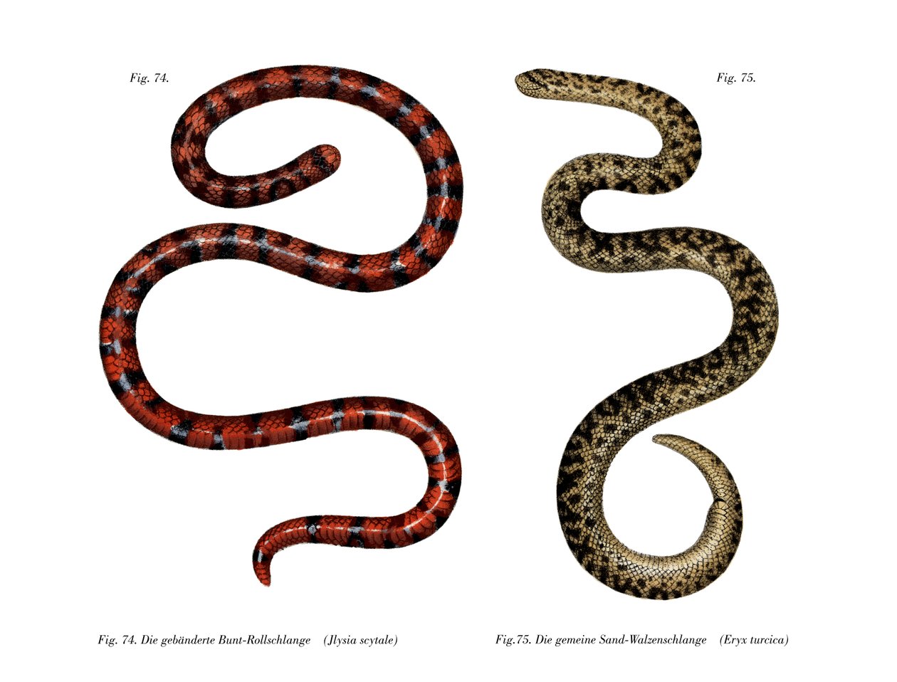 Coral Cylinder Snake (lito i färg) av German School