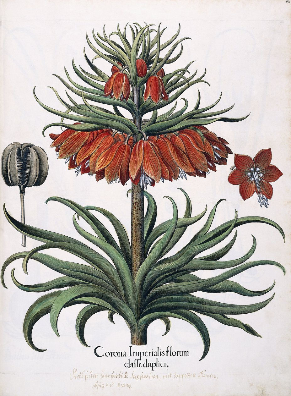 Kronan av kejserliga blommor, 1613 av German School