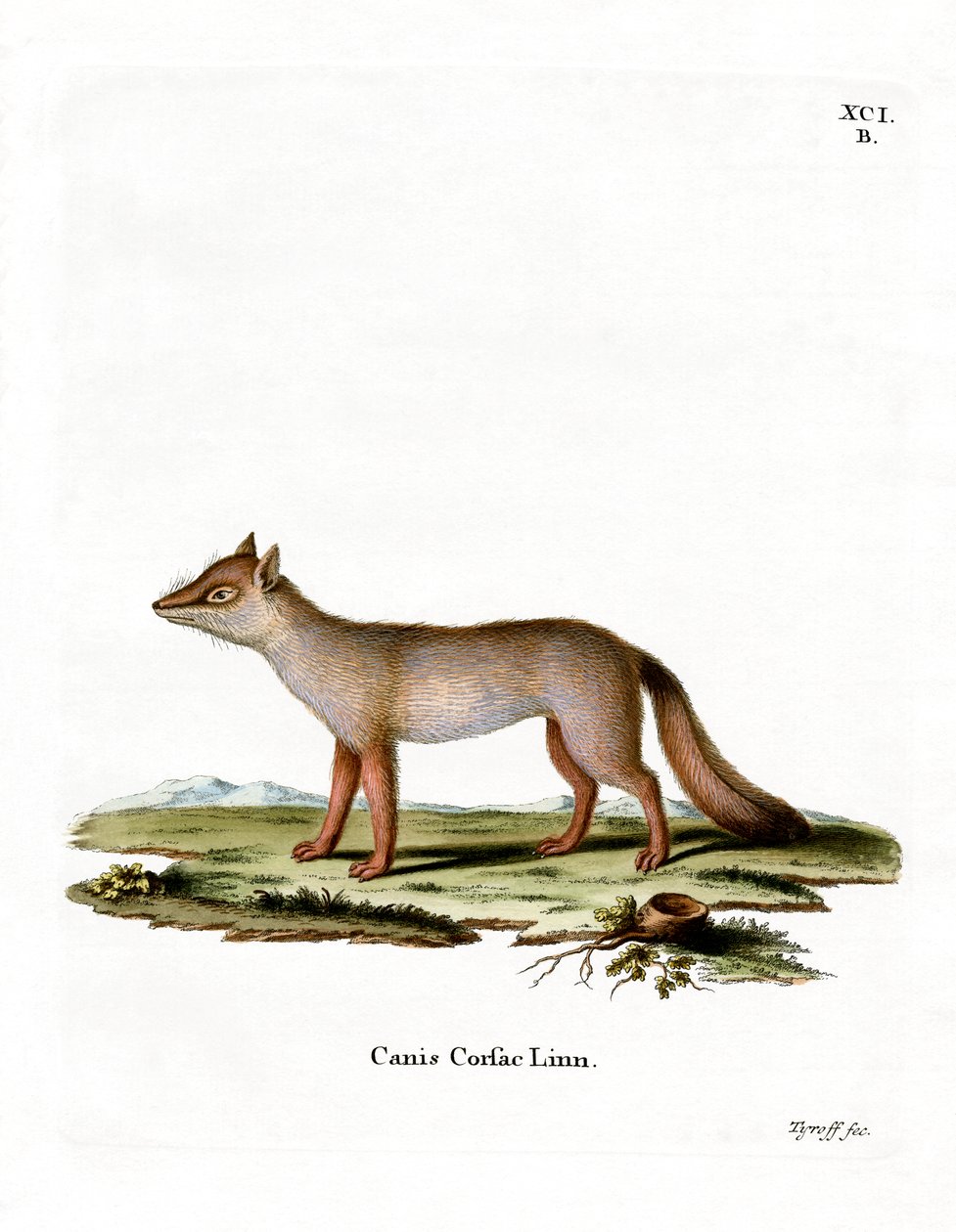 Corsac Fox (färgad gravyr) av German School