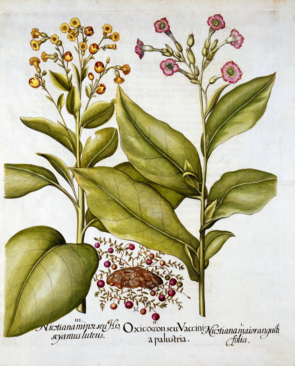 Tranbär och blommande tobak, från Hortus Eystettensis, av Basil Besler (1561-1629), pub. 1613 (handfärgad gravyr) av German School