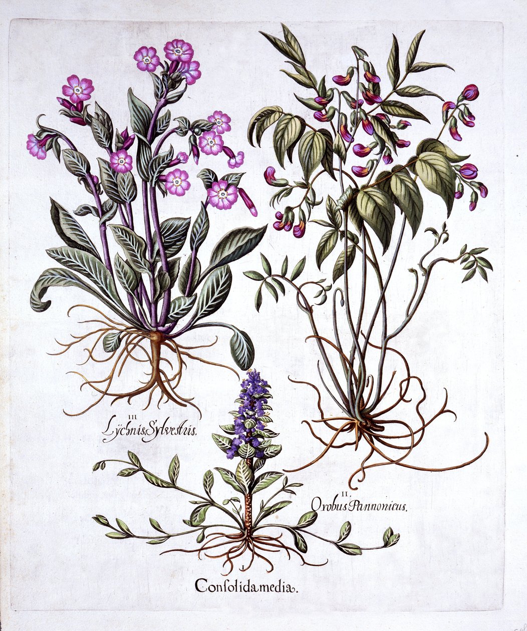 Krypande bugel, vårvicker och röd campion, från Hortus Eystettensis, av Basil Besler (1561-1629), pub. 1613 (handfärgad gravyr) av German School