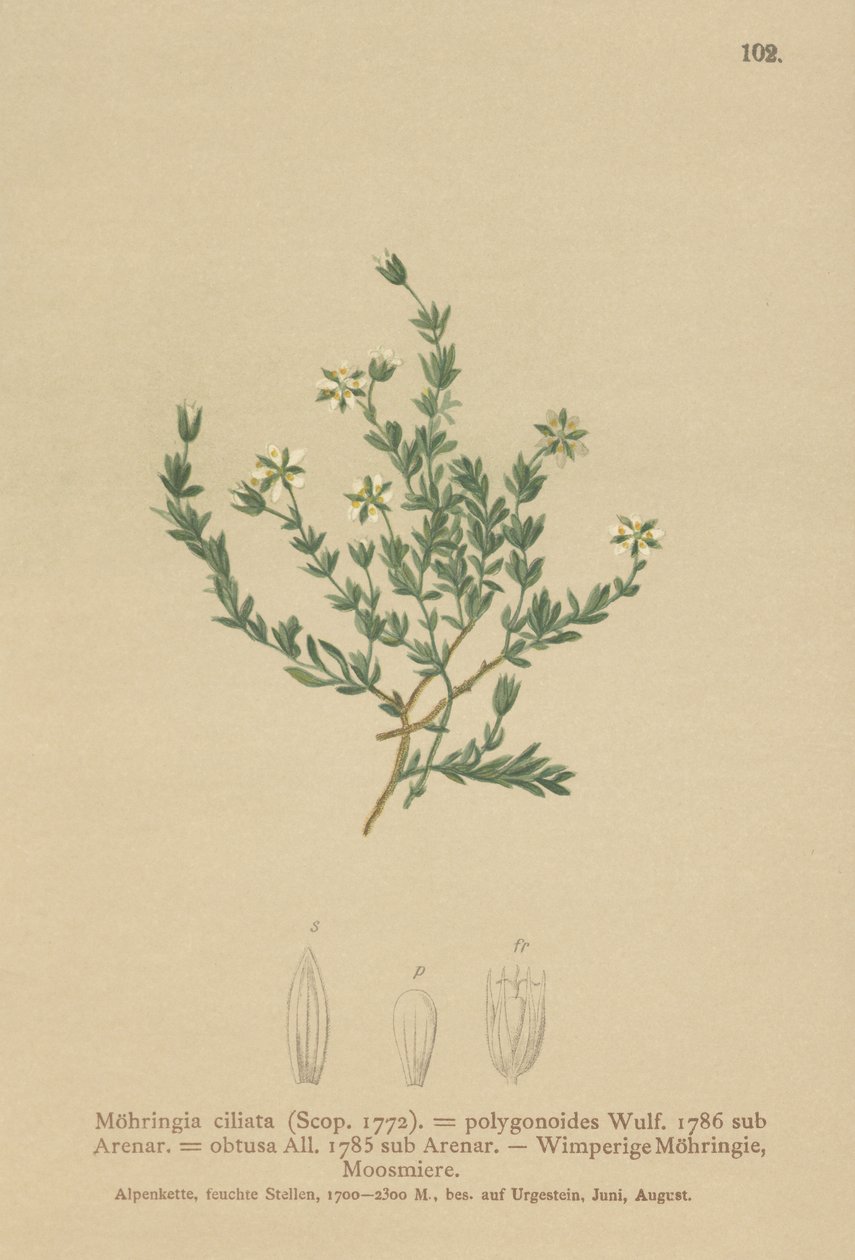 Krypsandört (Moehringia ciliata, Moehringia polygonoides, Arenaria obtusa) av German School
