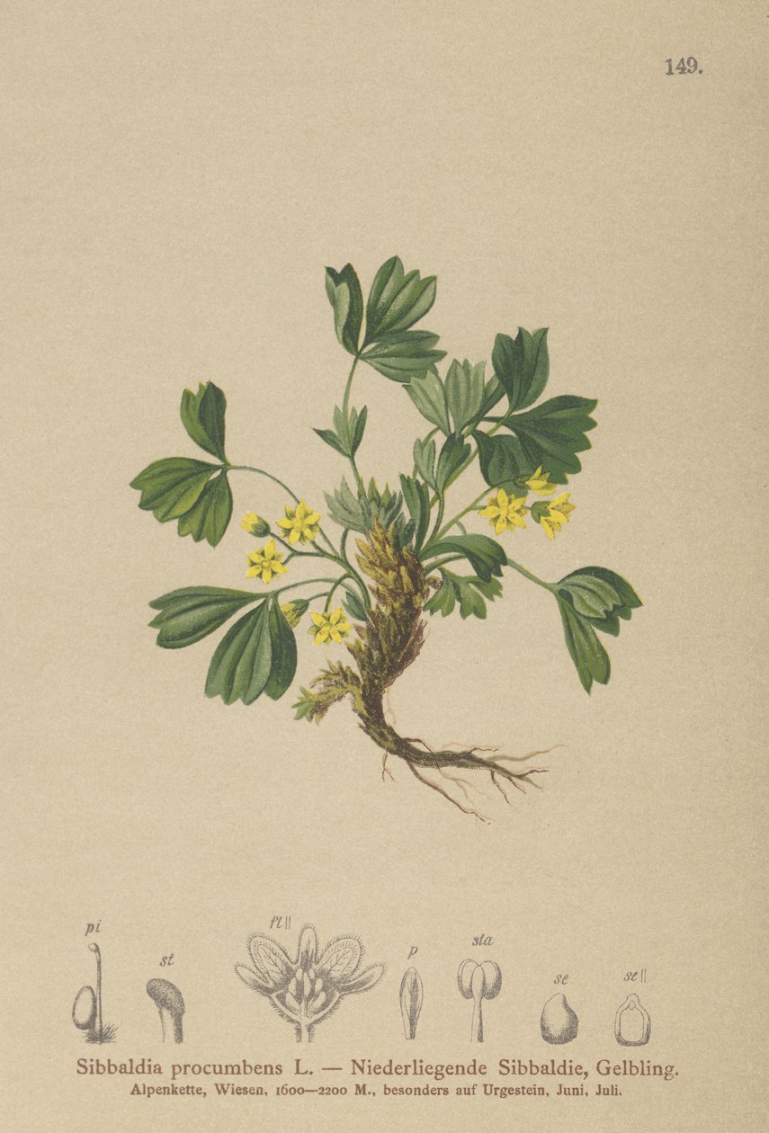 Krypande Sibbaldia (Sibbaldia procumbens) av German School