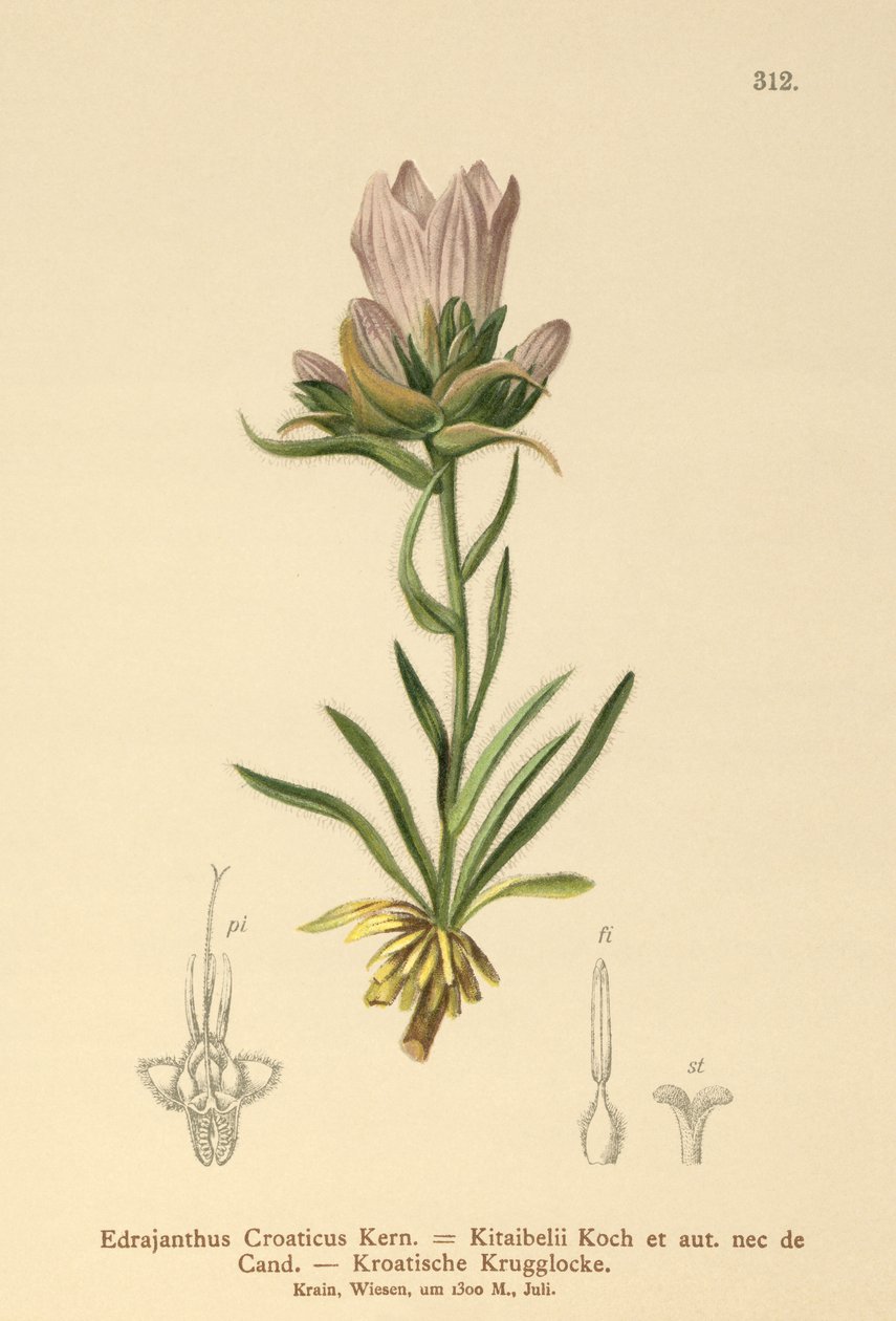 Kroatisk gräsklocka (Edrajanthus Croaticus, Edraianthus croaticus, Edraianthus Kitaibellii, Edraianthus graminifolius, Edraianthus albanicus, Wahlenbergia graminifolia) av German School