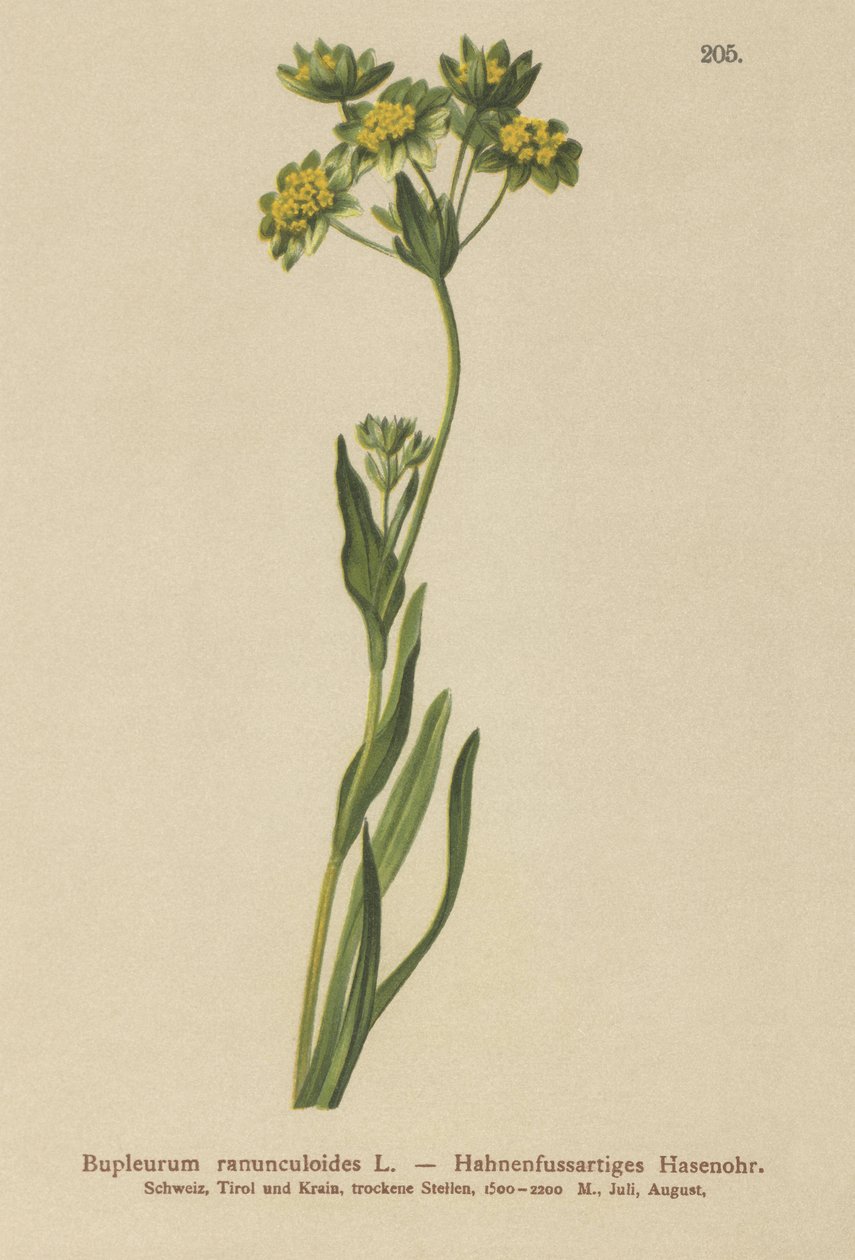 Kråkfot-bladiga haröra (Bupleurum ranunculoides) av German School
