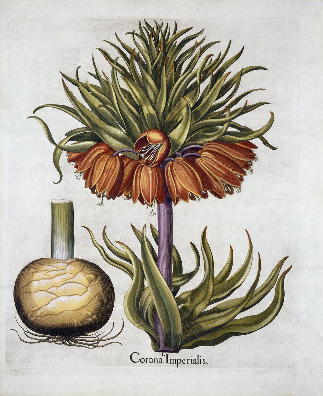 Crown Imperial kallad Fritillaria, från Hortus Eystettensis, av Basil Besler (1561-1629) pub. 1613 av German School