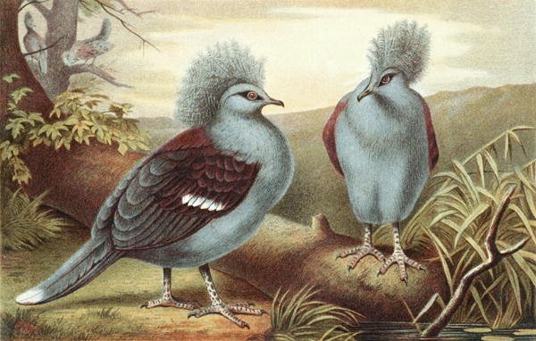 Crowned Pigeon, tallrik från "Brehms Tierleben: Allgemeine Kunde des Tierreichs", vol.5, s.434, utgiven av Bibliographisches Institut av German School