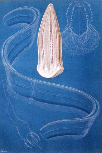 Ctenophores, platta från "Brehms Tierleben: Allgemeine Kunde des Tierreichs", vol.10, s.546, utgiven av Bibliographisches Institut av German School