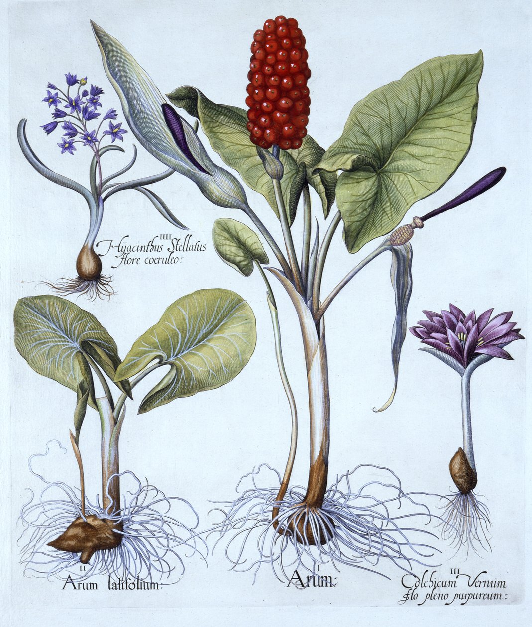 Cuckoo Pint, Spring Meadow Saffron, Star Hyacinth, från Hortus Eystettensis, av Basil Besler (1561-1629), pub. 1613 (handfärgad gravyr) av German School