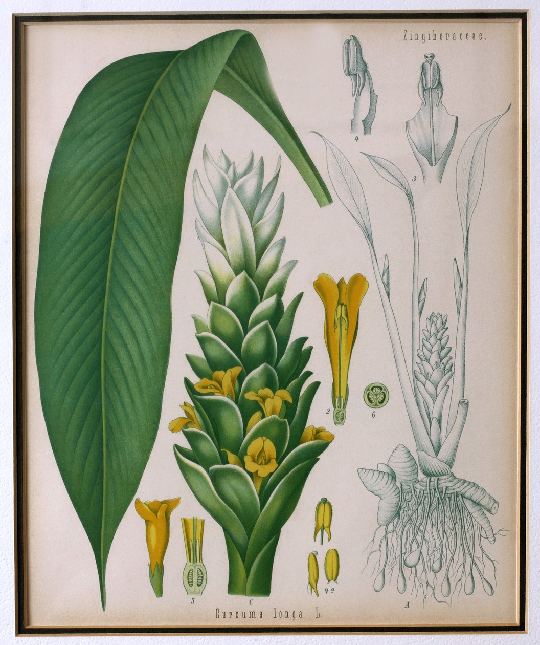 Curcuma longa (gurkmeja) från Kohlers Medicinal Plants av Franz Eugen Kohler av German School