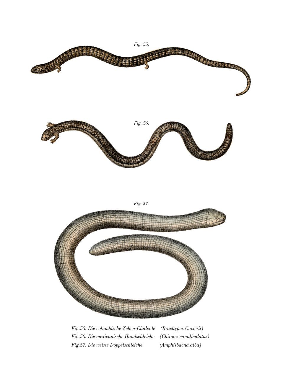 Chubiers Bachia (Kalor Litho) av German School