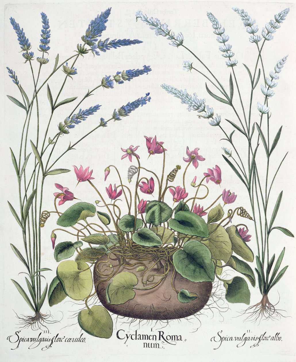 Cyclamen och lavendel: 1.Cyclamen Romanum; 2. Spica vulgaris vit blomma; 3. Spica vulgaris med en blå blomma, från Hortus Eystettensis av Basil Besler (1561-1629), pub. 1613 av German School