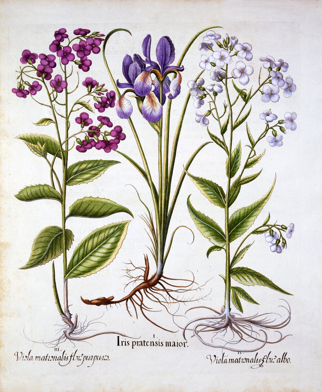 Dames Violet and a Field Iris, från Hortus Eystettensis, av Basil Besler (1561-1629), pub. 1613 (handfärgad gravyr) av German School