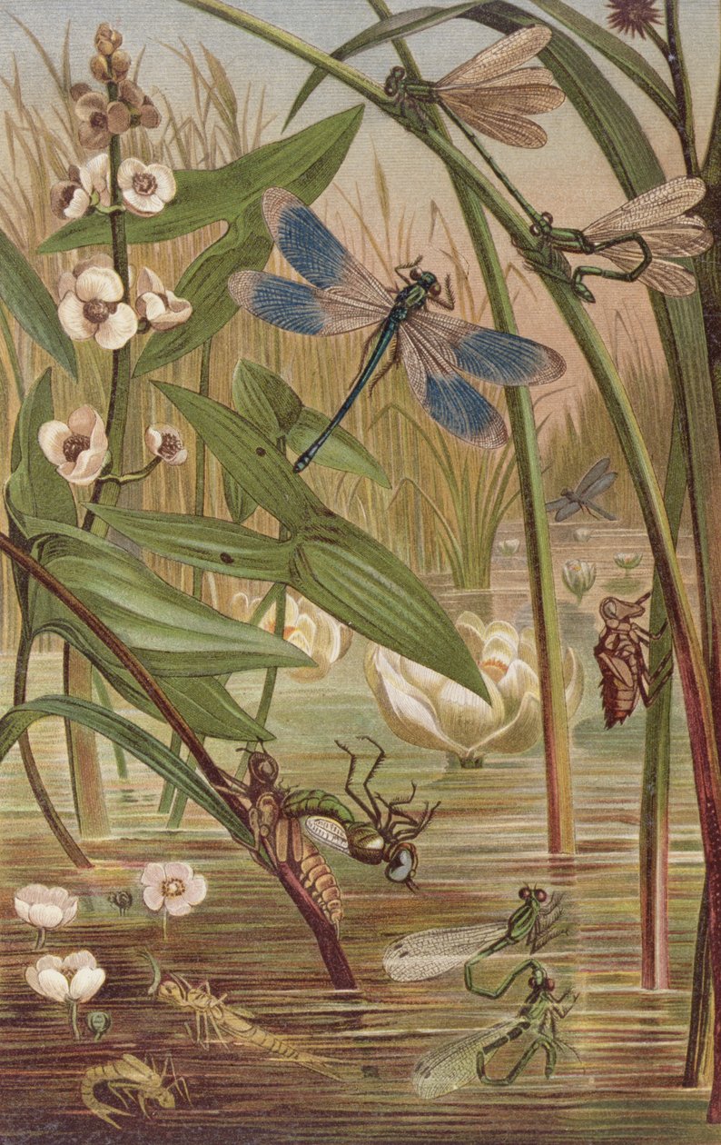 Damselfly Hatching, tallrik från Brehms Animal Life: General Knowledge of the Animal Kingdom, vol.9, s.554, utgiven av Bibliographic Institute, 1892 av German School