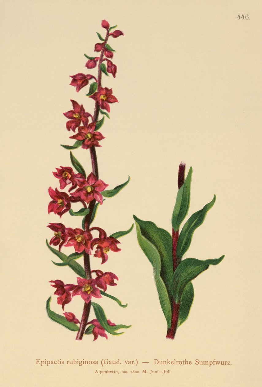 Mörkröd Helleborine (Epipactis atrorubens, Epipactis rubiginosa) av German School