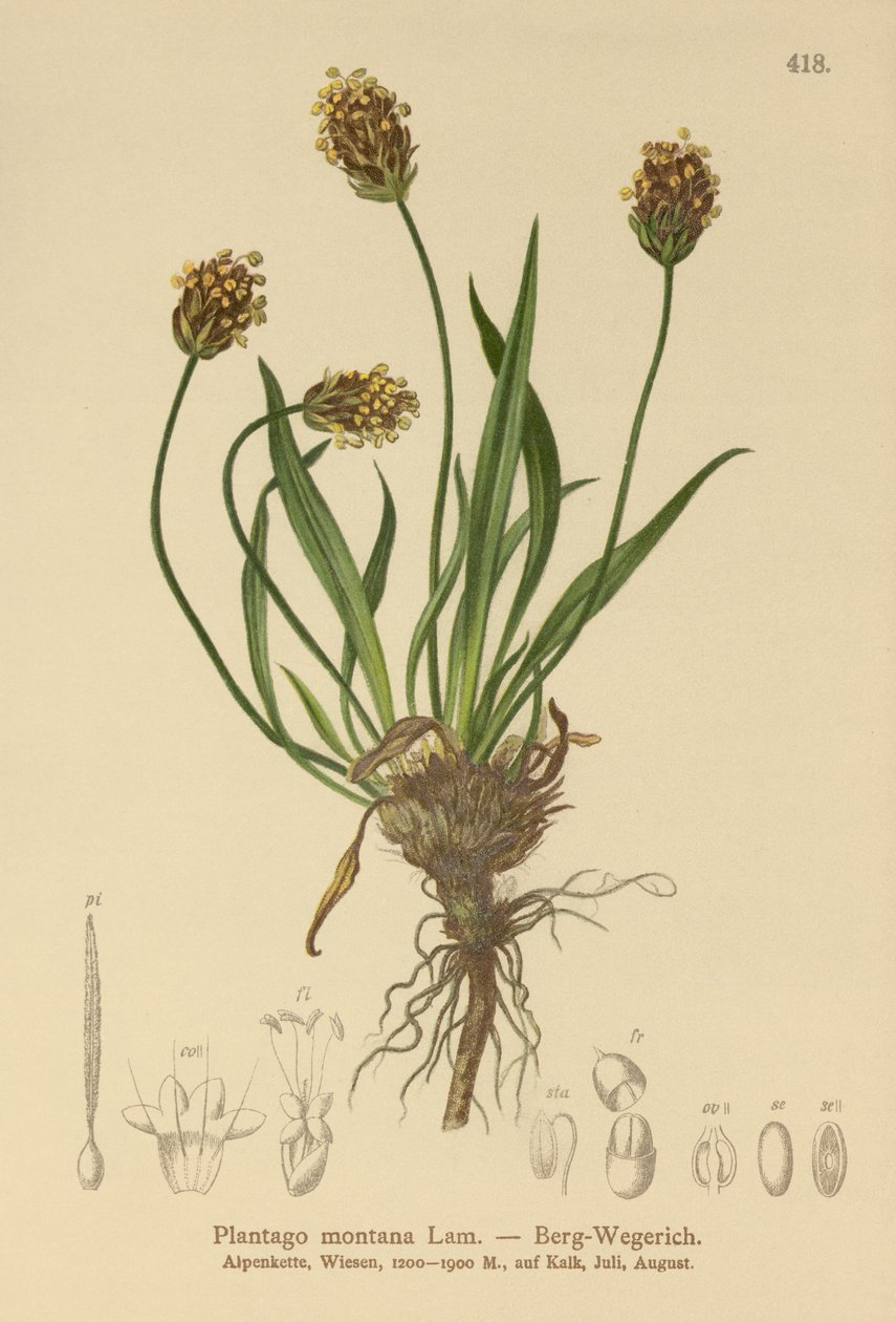 Mörk groblad (Plantago atrata, Plantago montana) av German School