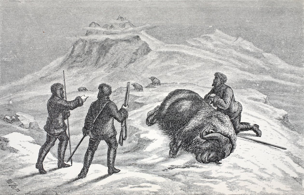 Myskoxens död, pub. London 1874 av German School