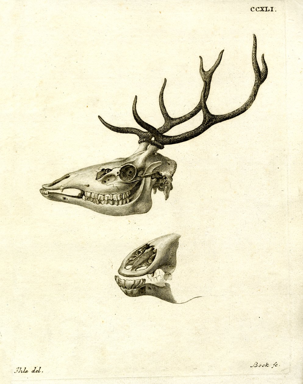 Hjorthorn (färgad gravyr) av German School