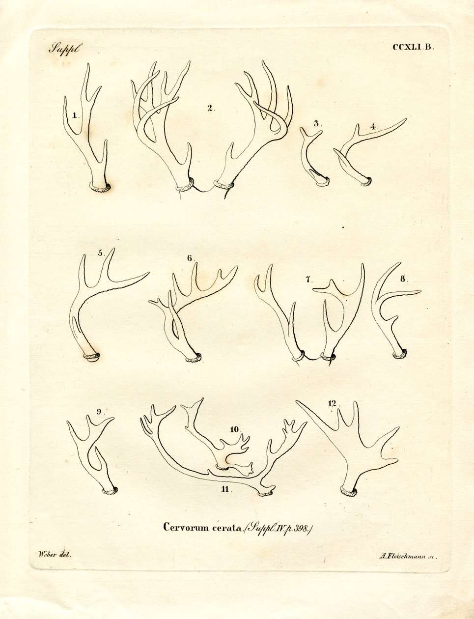 Hjorthorn (färgad gravyr) av German School