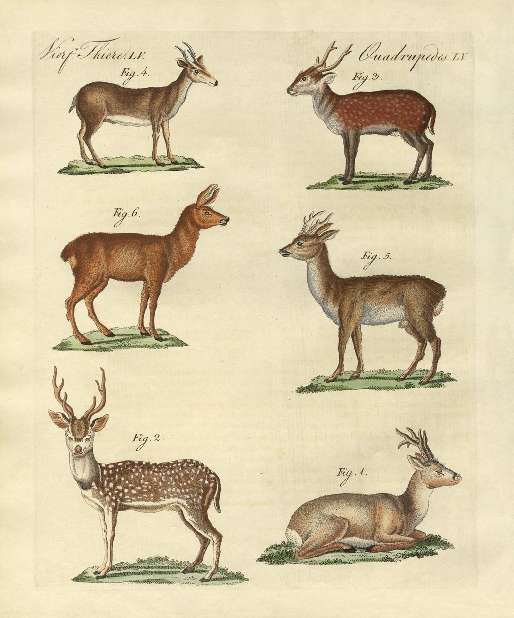 Rådjur och fawns av German School