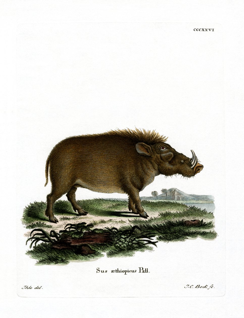 Desert Warthog (färgad gravyr) av German School
