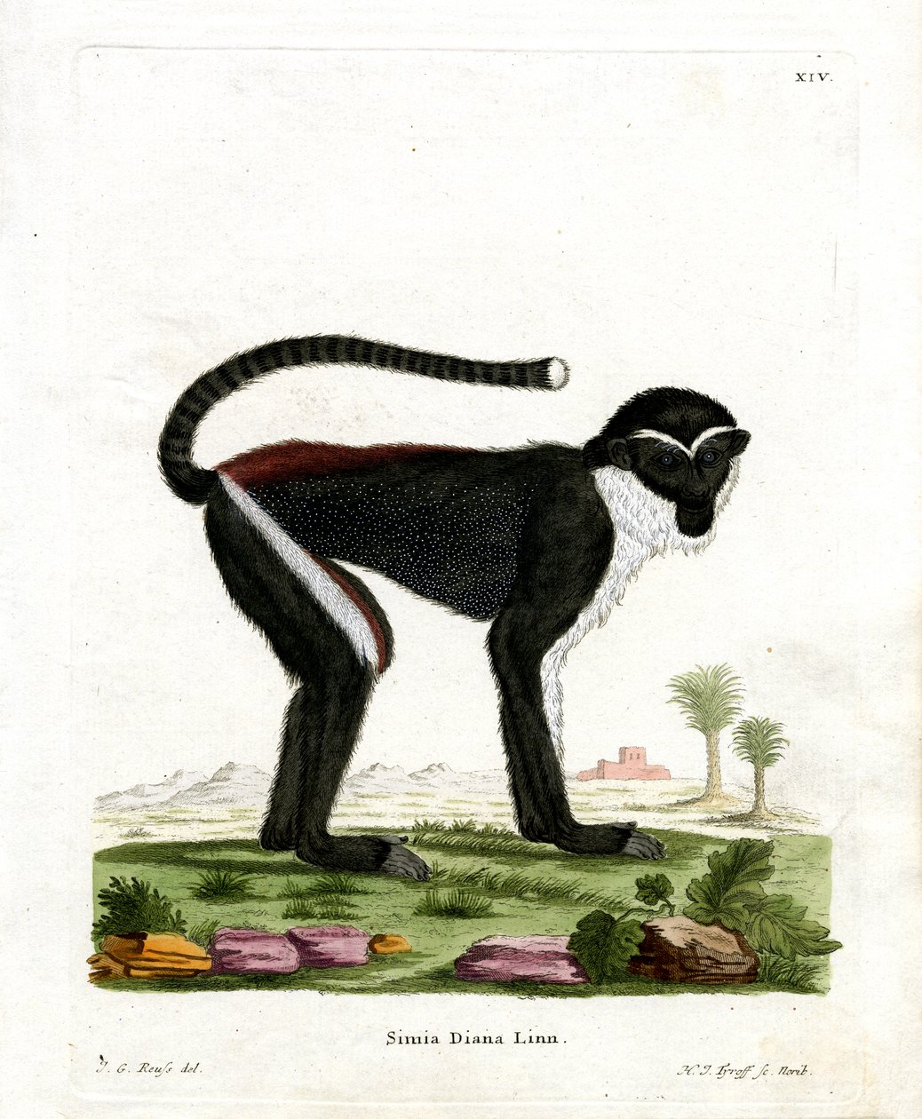 Diana Monkey (färgad gravyr) av German School