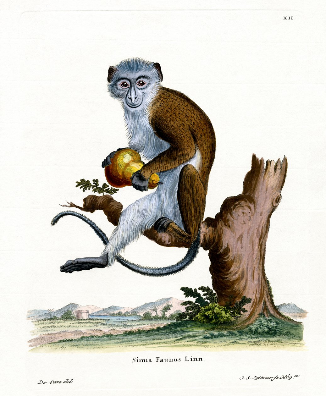 Diana Monkey (färgad gravyr) av German School