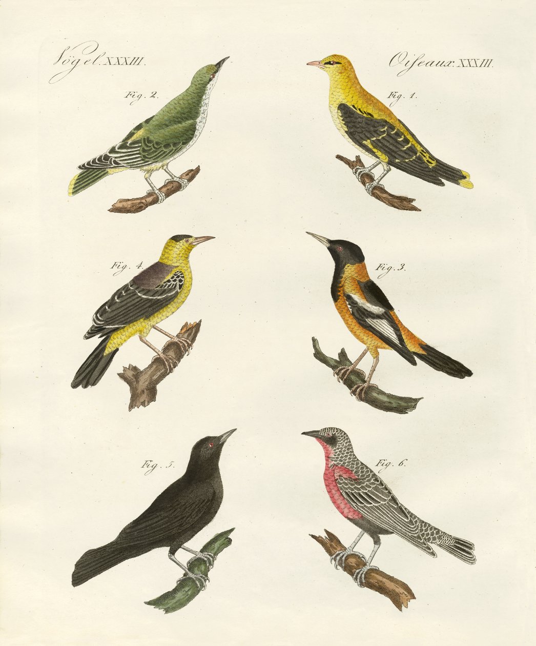 Olika sorters gyllene oriole av German School