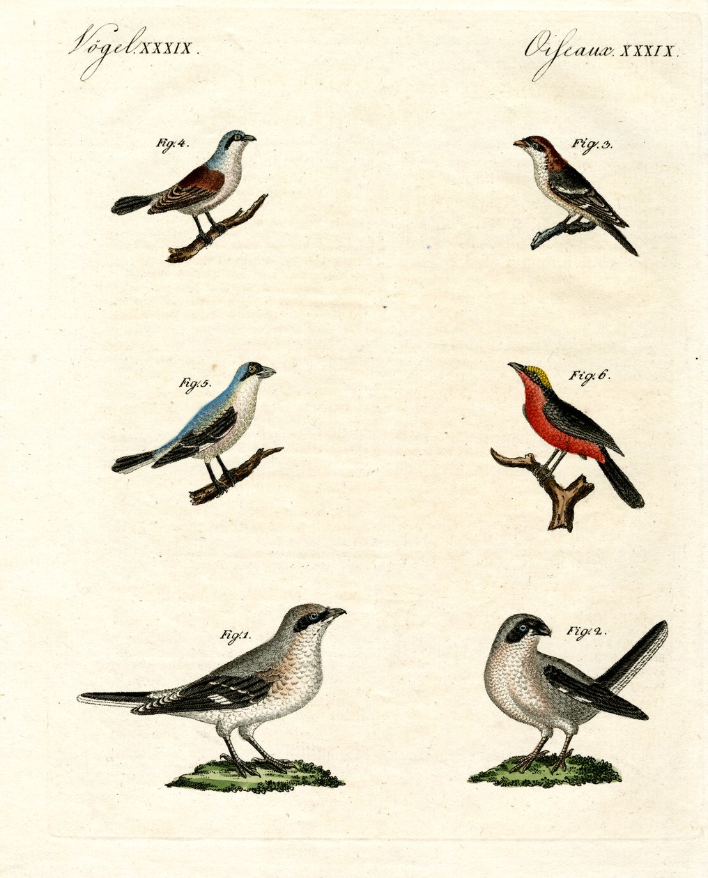 Olika sorters shrikes av German School