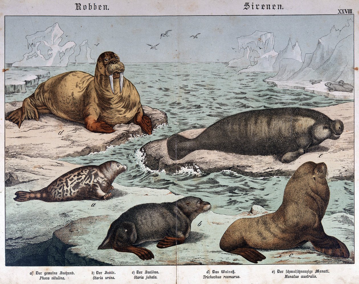 Olika typer av sälar (marmorerad säl till vänster), valross (överst till vänster) och sjölejon - i "Natural history of mammals", red. Schreiber, München av German School