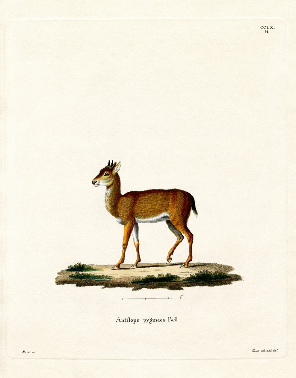 Dik-dik (färgad gravyr) av German School