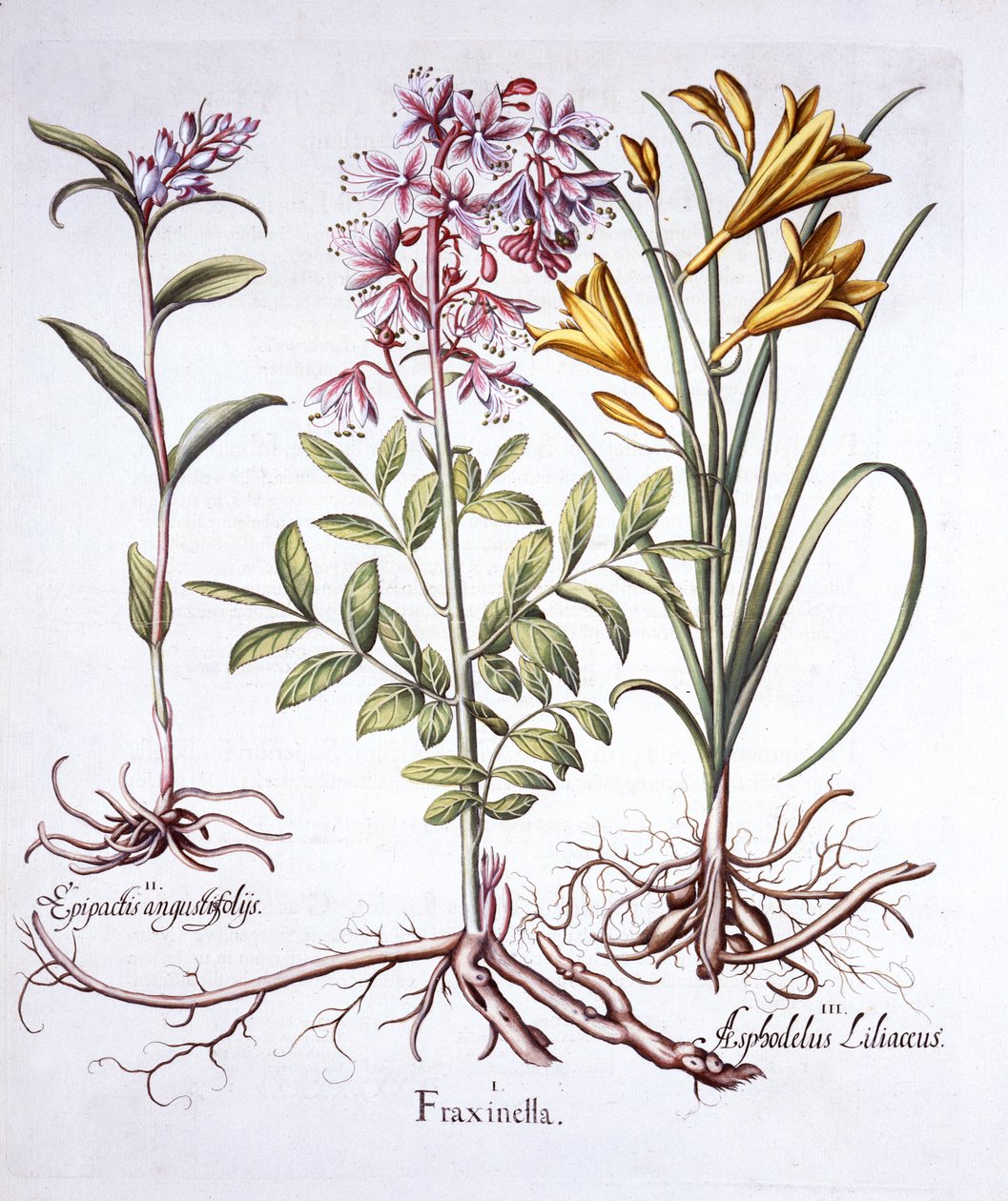 Dittany, White Helleborine och Yellow Day Lily, från Hortus Eystettensis, av Basil Besler (1561-1629), pub. 1613 (handfärgad gravyr) av German School