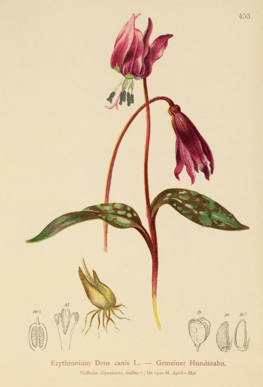Hundtandsviol (Erythronium Dens canis, Erythronium caninum) av German School