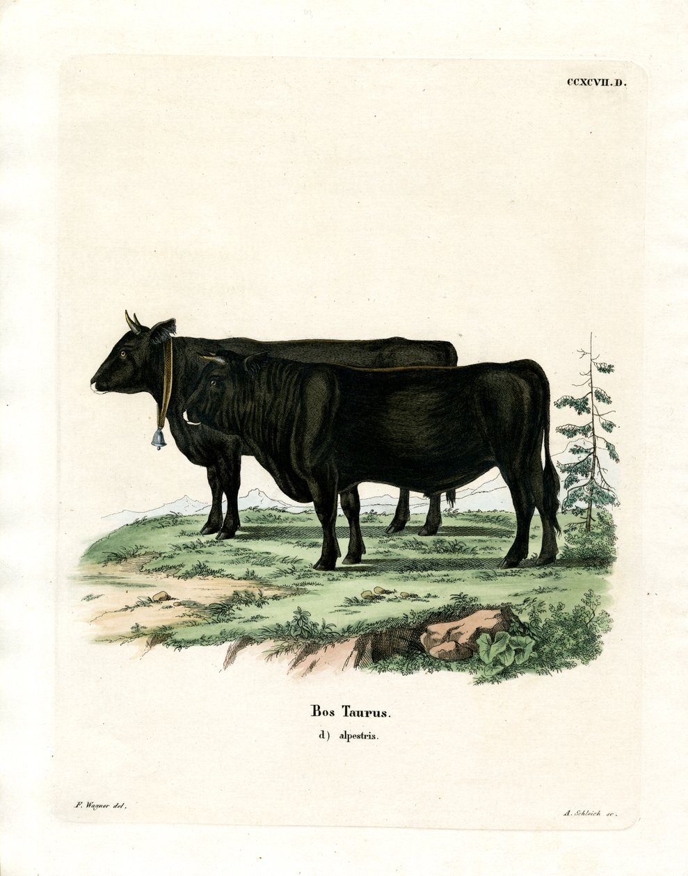 Tamboskap (färgad gravyr) av German School