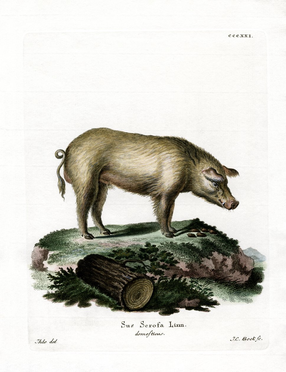 Tamgris (färgad gravyr) av German School