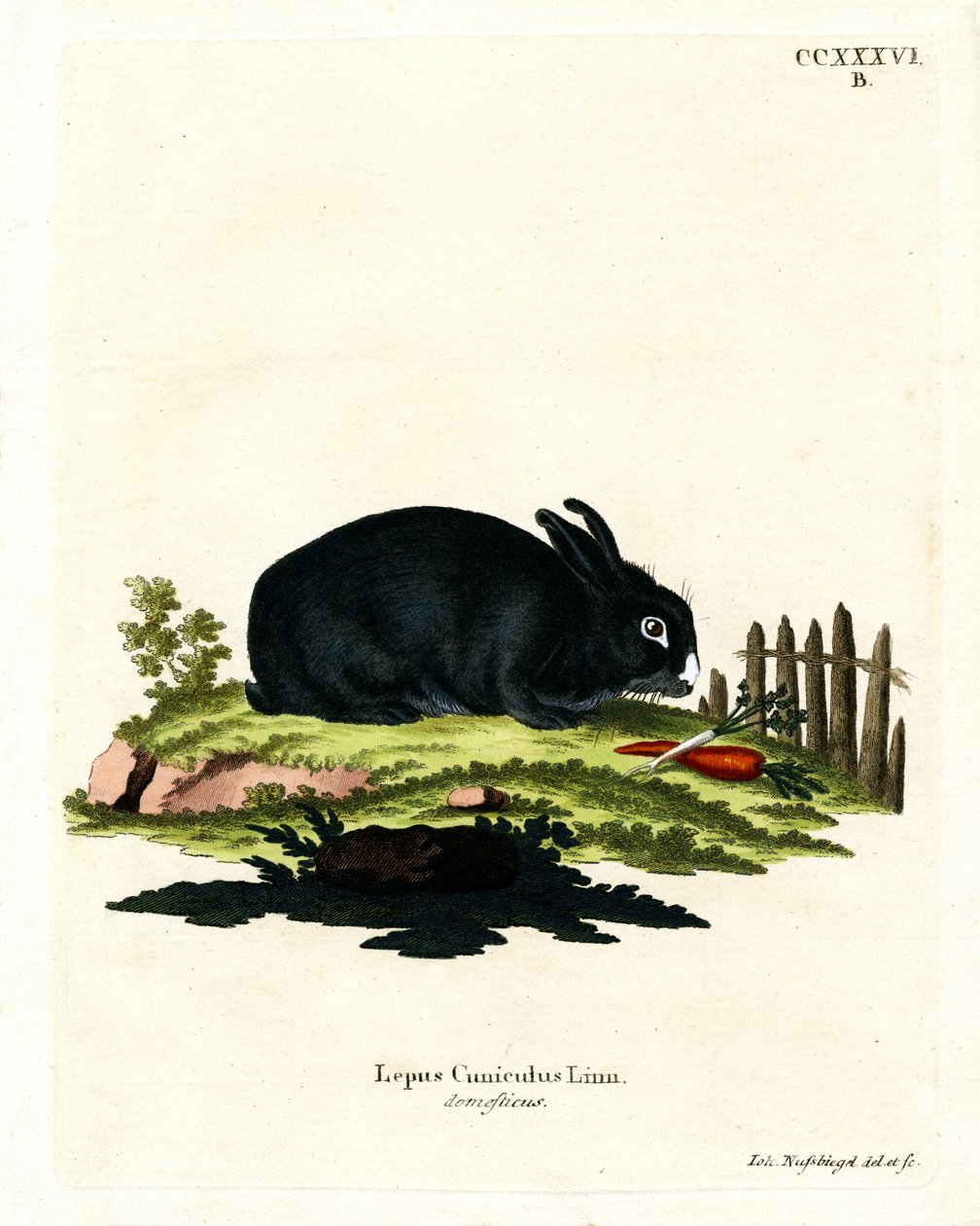 Tamkanin (färgad gravyr) av German School