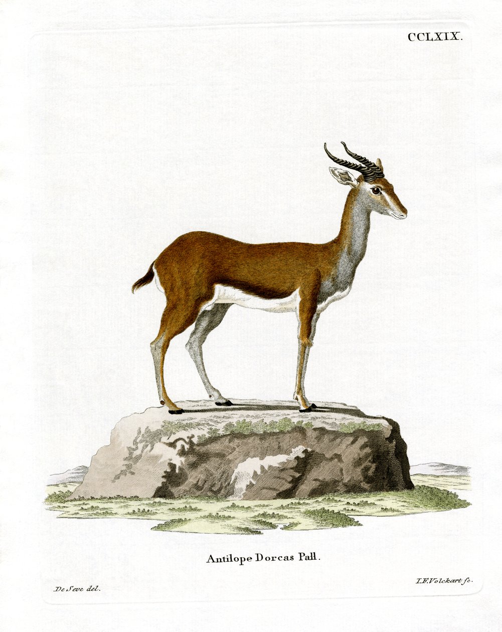 Dorcas Gazelle (färgad gravyr) av German School