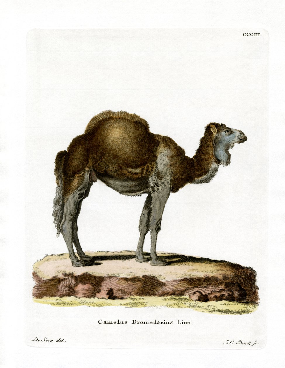 Dromedary (färgad gravyr) av German School