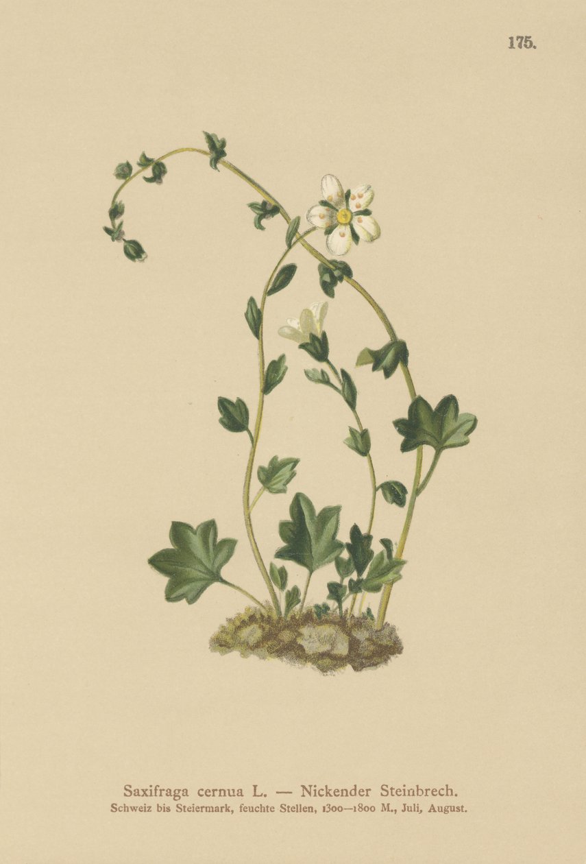 Hängande saxifrage (Saxifraga cernua) (färg litho) av German School