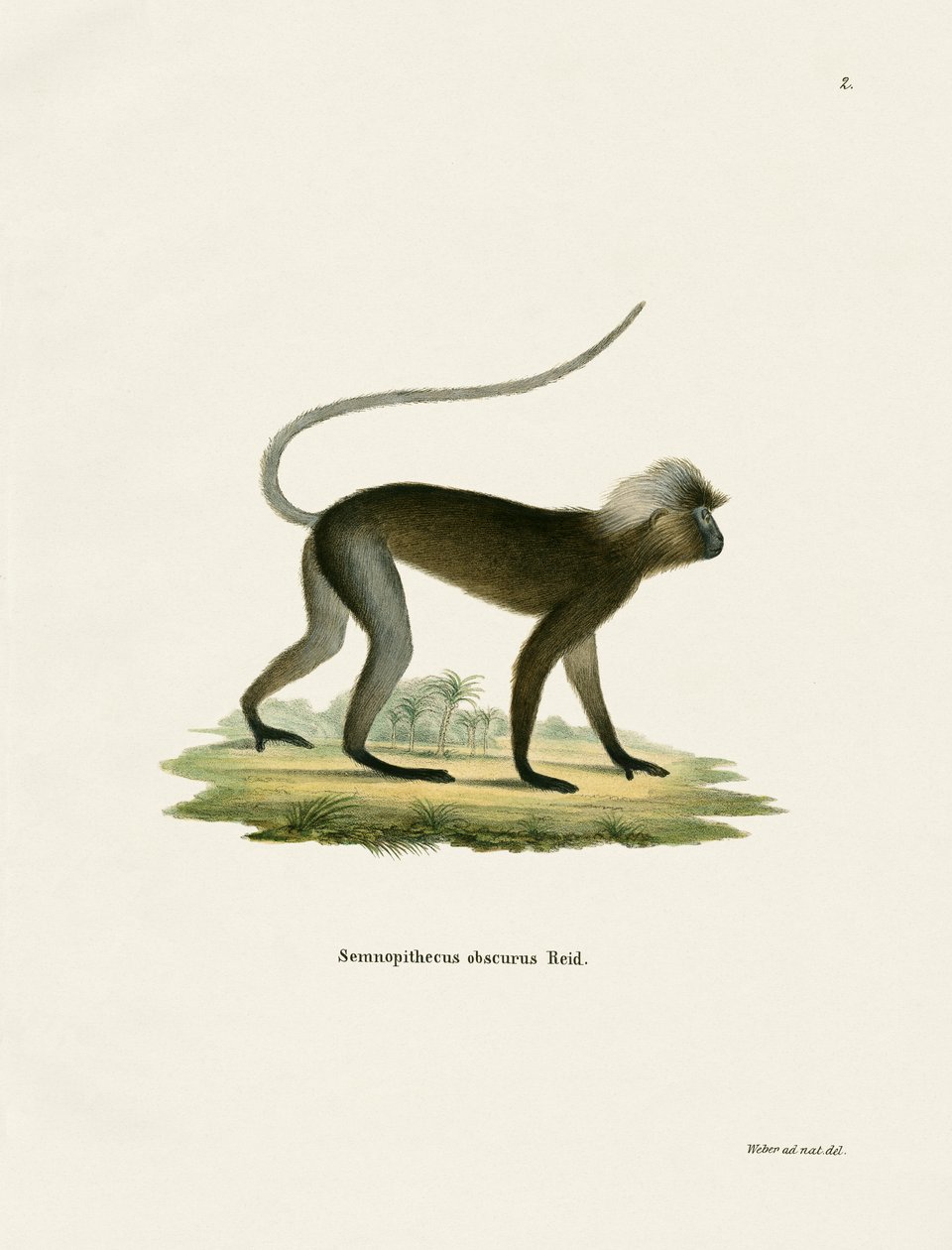Dusky Leaf Monkey (färgad gravyr) av German School