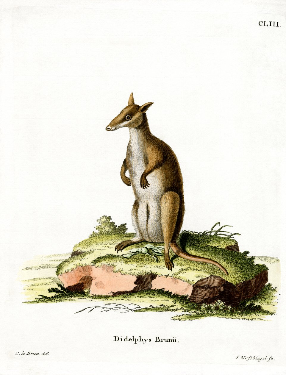 Dusky Wallaby (färgad gravyr) av German School
