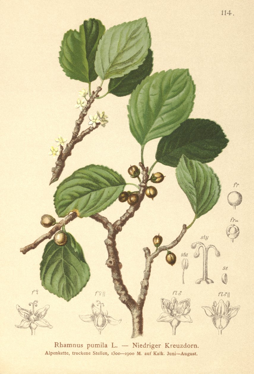 Dvärgtorn (Rhamnus pumila) av German School